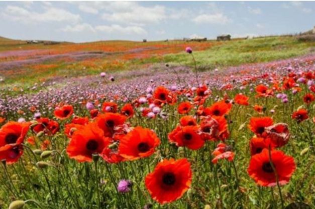 گل شقایق ایرانی