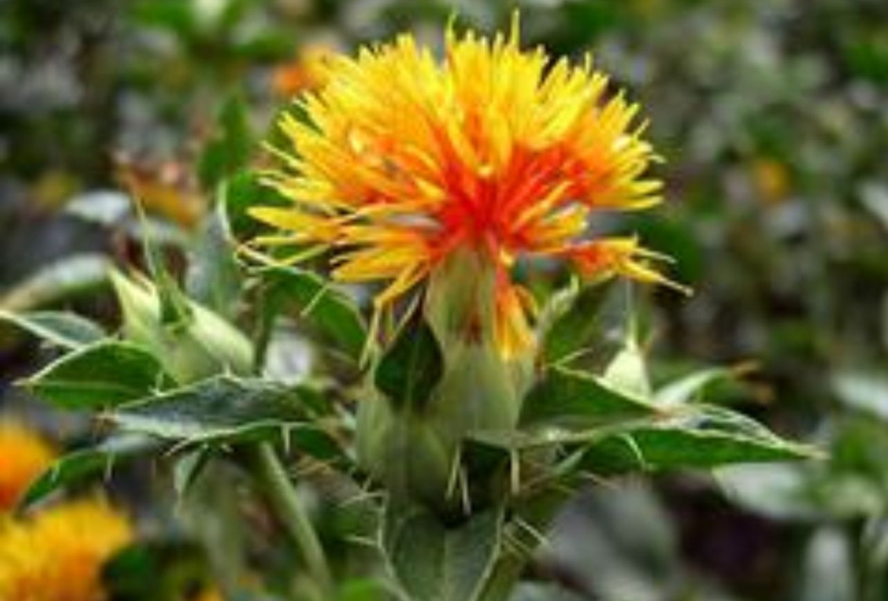 بذرکافشه(گلرنگ)