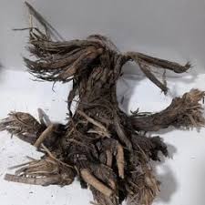 ریشه باباآدم