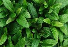 نعنا فلفلی خشک