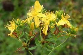 گل راعی ، هوفاریقون ، علف چای 