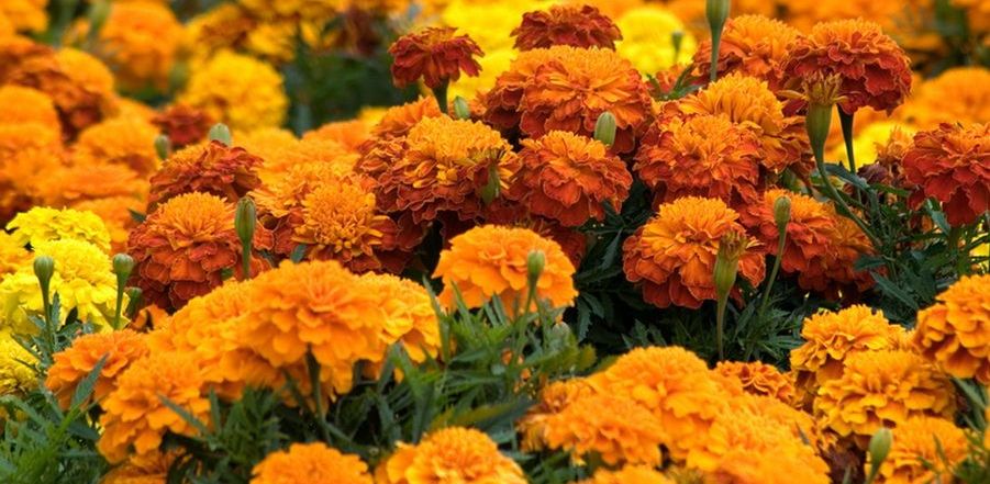 گل همیشه بهار 