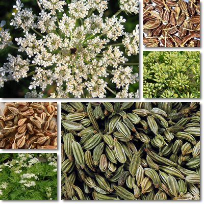 انیسون . بادیان 