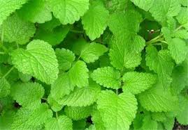 بادرنجبویه – بادرشبی – شاطرا مرزه 