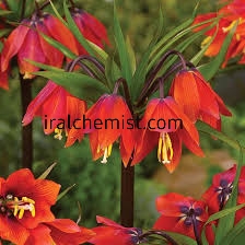 لاله واژگونی 