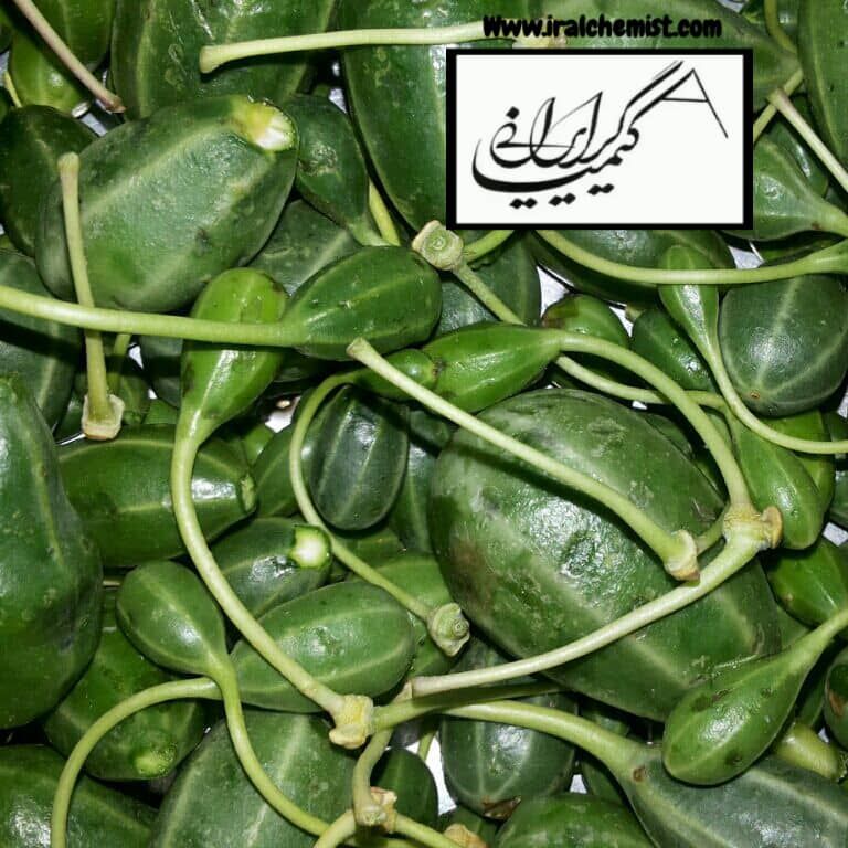 هندوانه ابوجهل 