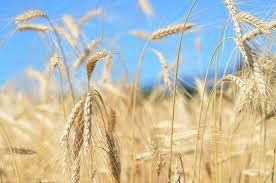 گندم