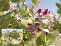 اسبرق – سیب سًدوم 