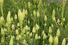 اسپرک – ورث زردنما – ورث زرد چهره 