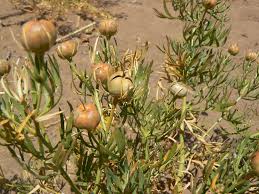 اسپند – اسفند